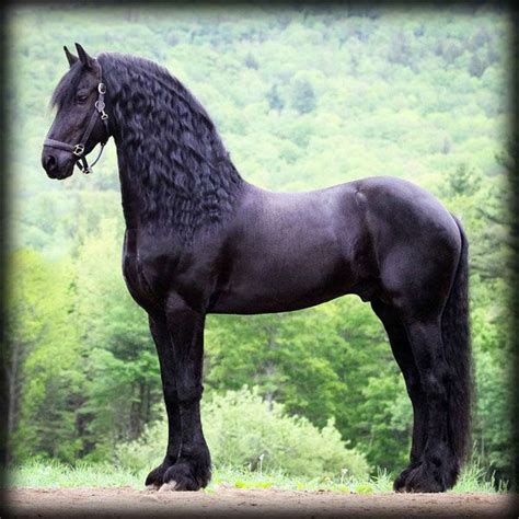 Othello Friesians Of Majesty Friesian Stallions And Horses For Sale