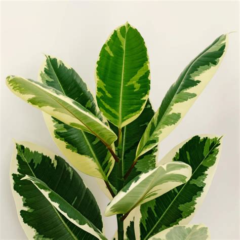 Very realistic looking!christin witmernice alternative to having a real fiddle leaf fig plant. Common house plants that are toxic to cats - Piantica