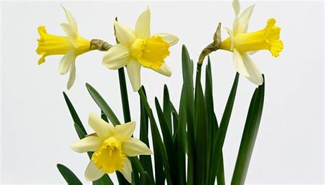 Daffodil Flower Meaning Symbolism And Colors