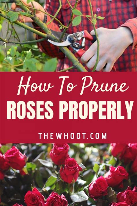 How To Prune Roses Properly Video The Whoot In 2020 When To Prune