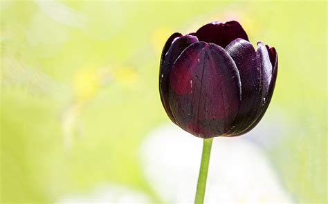 Black Tulips Wallpaper 1920x1200 66265