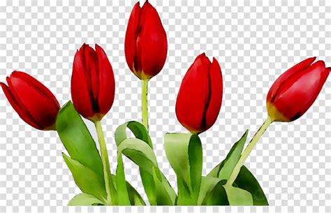 Browse and download bunga png clipart collection with different size, type. Bunga tulip download free clip art with a transparent ...