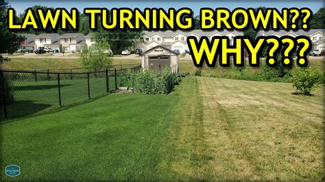 Heres Why Your Lawn Might Be Turning Brown Youtube