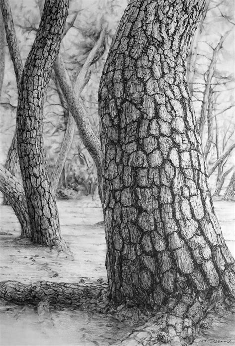 A Pencil Drawing Of Two Trees In The Woods
