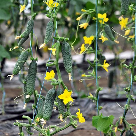 Trellising Cucumbers Is A Good Way To Keep The Vines Off The Ground And