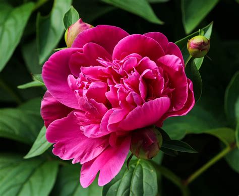 Pink Peony Blossom Fuchsia · Free Photo On Pixabay