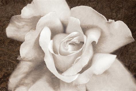Vintage Sepia Rose Flower Photograph By Jennie Marie Schell