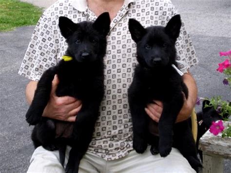 Black seems like a common german shepherd color, but it's not as popular as you may think! The German Shepherd: Solid Black German Shepherd Puppies