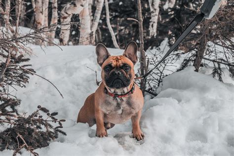 A French Bulldog On The Snow · Free Stock Photo