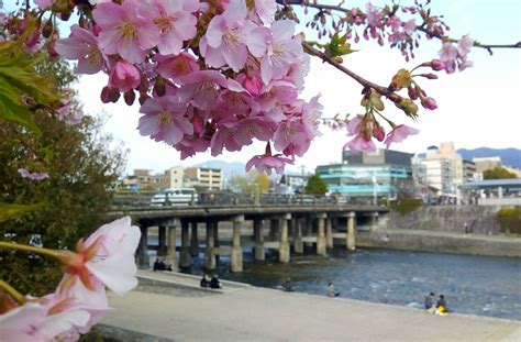 Sanjo Bridge In Kyoto Today 1st Sakura Ive Seen Oc 2100px Kyoto