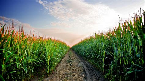 corn field hd