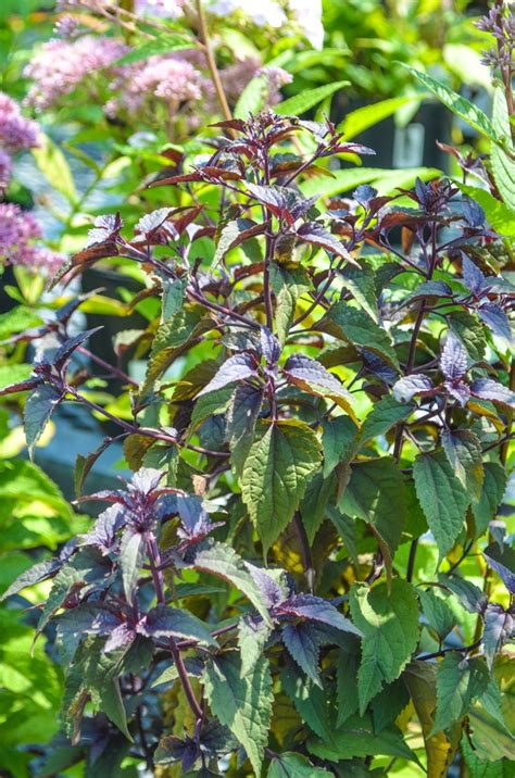 Eupatorium Rugosum Chocolate Boneset From Garden Center Marketing