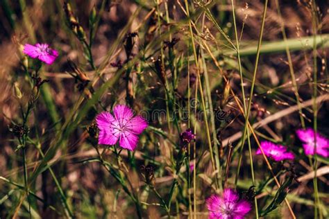 Beautiful Purple Forest Flower Stock Photo Image Of Beautiful Bloom