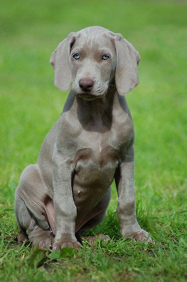 The weimaraner is a large purebred that originates from 19th century germany where it was and still is a very successful and popular hunting dog. Weimaraner Info, Temperament, Puppies, Pictures