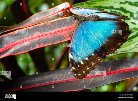 Mariposa Morpho Peleides Azul O Común Mariposa Morfo Morpho Peleides