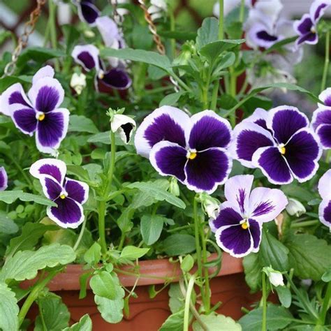 11 Flowers That Survive In Winter Blooming Plants To Grow In The