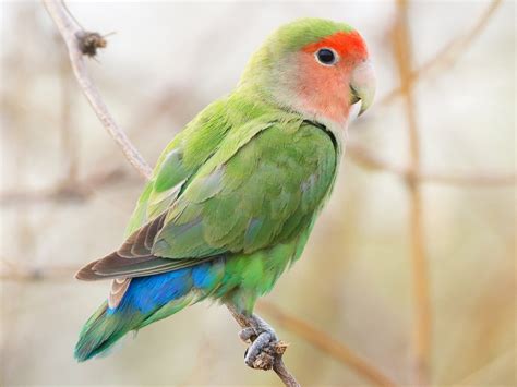 Burung Lovebird Bagaimana Perawatannya Hobbinity World Blog