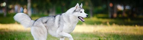 Directory of connecticut dog breeders with puppies for sale or dogs for adoption. Siberian Husky Puppy For Sale - Husky Puppies Breeder