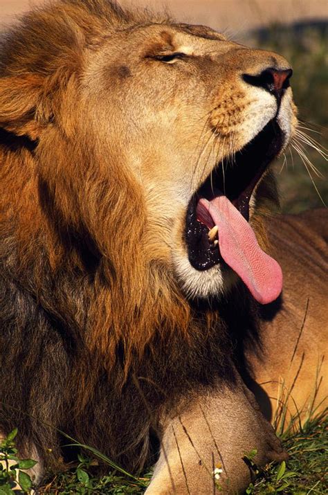 Lion Yawning Photograph By Natural Selection Ralph Curtin
