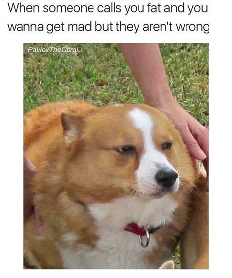See, rate and share the best fat dog memes, gifs and funny pics. 22 Funny Corgis That Are Here To Put A Smile On Our Face