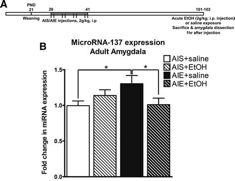Microrna 137 Drives Epigenetic Reprogramming In The Adult Amygdala And