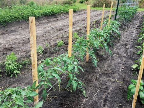 Trellis Tomatoes The Best Ways To Support Your Plants Hoss Tools