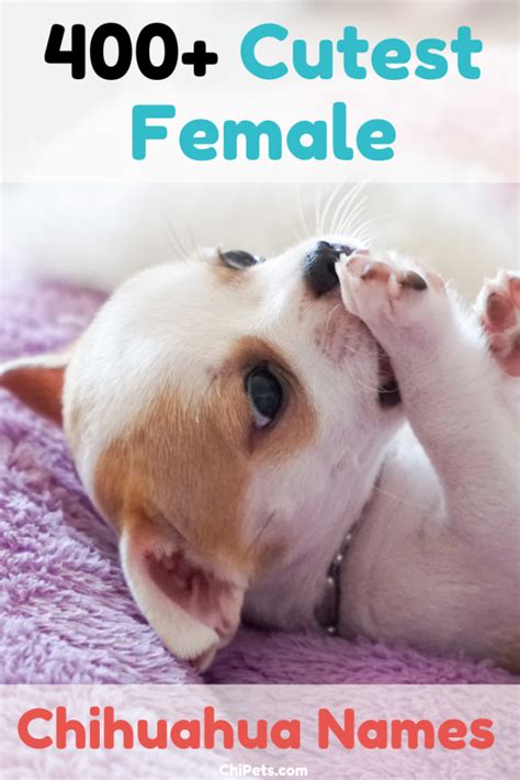 Over 400 Of The Cutest Female Chihuahua Names Chi Pets