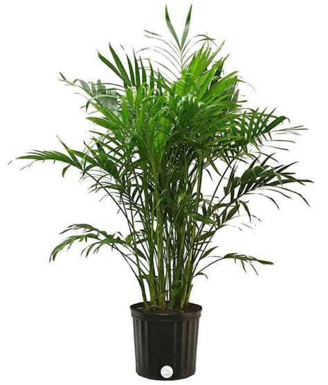 15 Types Of Palm Plants To Grow Indoors Indoor Gardening