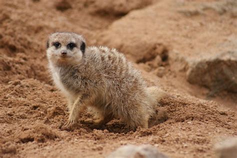 Meerkat Suricata Suricatta Stock Image Image Of Carnivore Creature