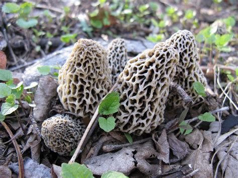 Identifying White Morels (Morchella rufobrunnea) - Hunt Mushrooms