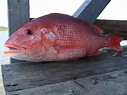 Red Snapper Images & Pictures - Becuo