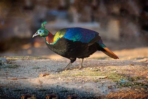 Birding Guide In Bhutan Birding Places In Bhutan