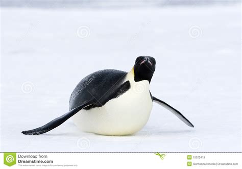 Emperor Penguin Aptenodytes Forsteri Stock Photo Image
