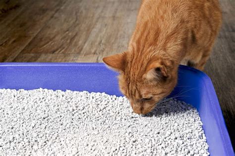 Cat Urine Color Chart Everything You Need To Know And More