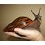 Fascinating Facts About Giant African Land Snail  Snails Wordofwisdom