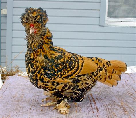 Maybe you would like to learn more about one of these? Декоративные породы кур