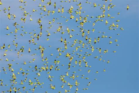 Budgies Swarm In Outback Australia As Wildlife Photographer Stands