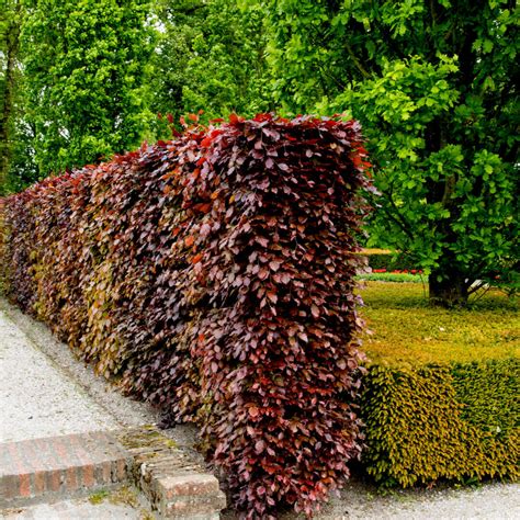 10 Copper Purple Beech Hedging 40 60cm Beautiful Strong 2yr Old Plants