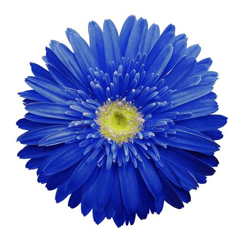 Blue Gerbera Flower On A White Isolated Background With Clipping Path