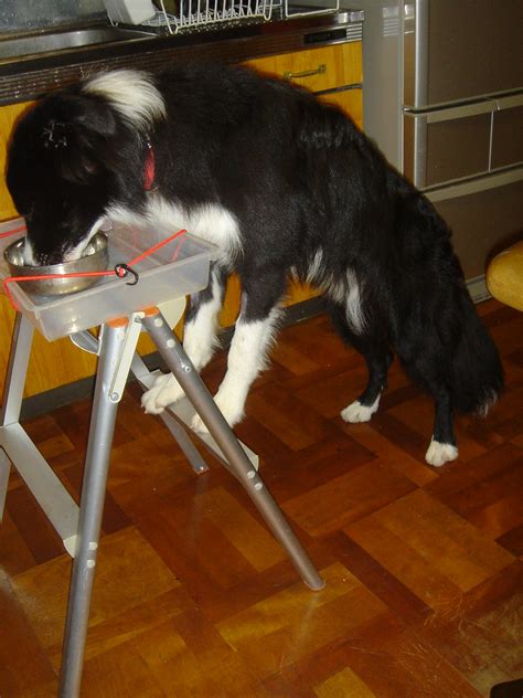 A classic sign of megaesophagus in dogs is regurgitation. Elevated Feeding for Megaesophagus | Once Andy went on the ...