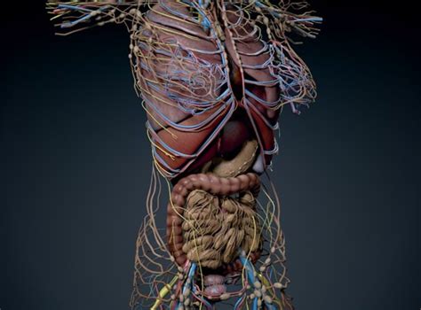 Human Female Torso Anatomy 3d Model Max Obj 3ds Fbx C4d Lwo Lw Lws
