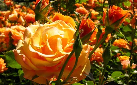 Rose Bild Beautiful Orange Roses Download Images