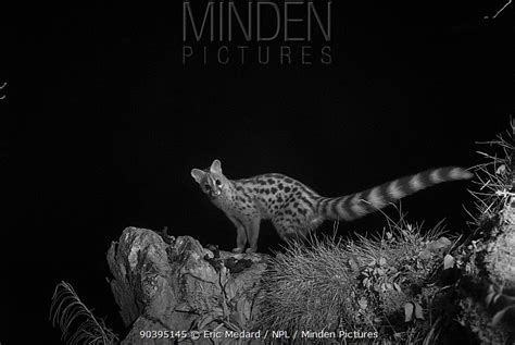 Small Spotted Genet Stock Photo Minden Pictures