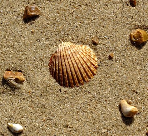 Seashell On The Beach Free Stock Photo Public Domain Pictures