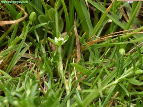 Sagina Procumbens Picture 1 Of 8