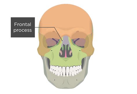 Maxillary Process Of Frontal Bone
