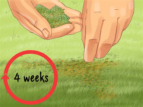 How To Apply Weed And Feed 11 Steps With Pictures Wikihow