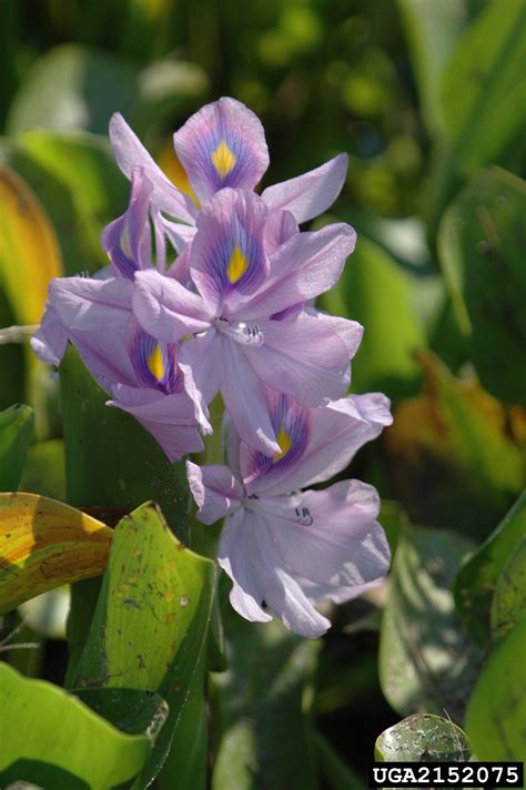 Common Water Hyacinth Eichhornia Crassipes