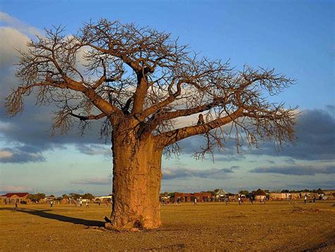 Scientists Set Out To Study Long Living African Tree Found Them Dying
