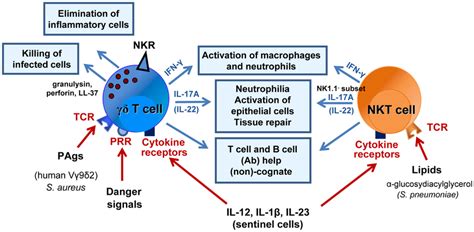 Mode Of Activation And Role Of γδ T Cells And Nkt Cells During Download Scientific Diagram